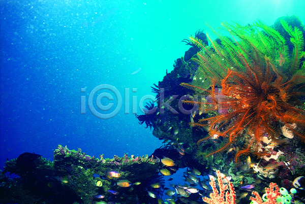 사람없음 JPG 포토 동물 바다 바다동물 바닷속 산호 산호초 생태계 수중 수중동물 수중사진 야외 어류 여러마리 자연 주간 풍경(경치) 해저