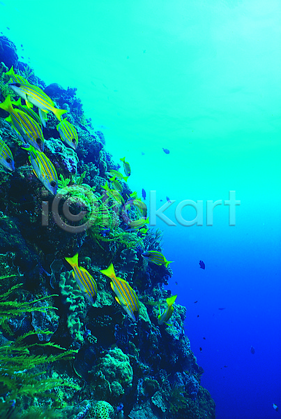 사람없음 JPG 포토 다수 돌(바위) 동물 바다 바다동물 바닷속 바위(돌) 생태계 수중 수중동물 수중사진 야외 어류 여러마리 열대어 자연 주간 컬러 파란색 풍경(경치) 해저