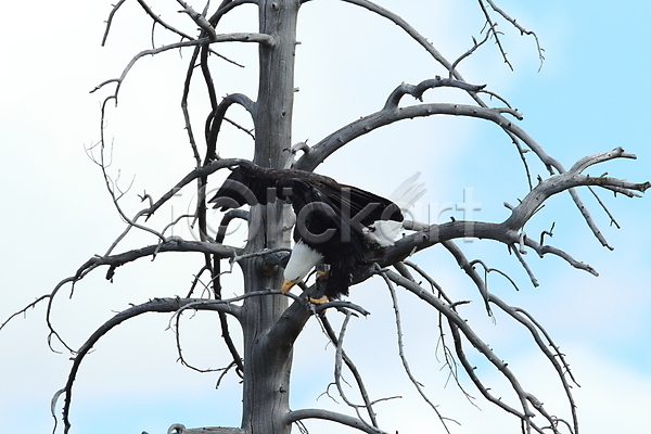 사람없음 JPG 포토 해외이미지 나무 독수리 야생동물 야외 주간 해외202105 흰머리독수리
