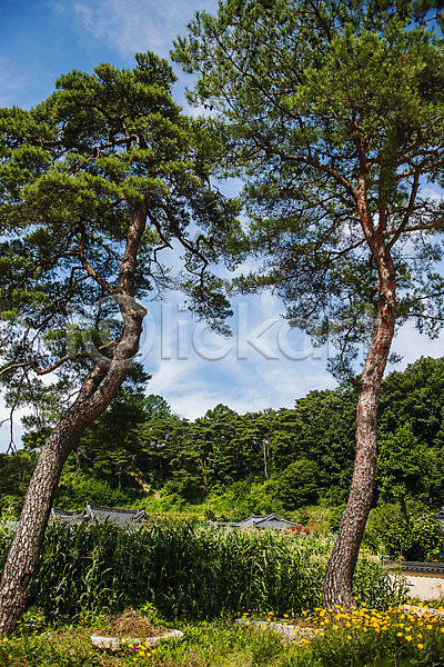 사람없음 JPG 포토 경상북도 국내여행 봉화 소나무 숲 야외 주간 풍경(경치) 하늘 한국전통