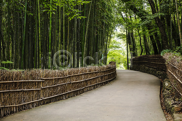 사람없음 JPG 포토 담양 대나무 대나무숲 산책로 야외 전라남도 주간