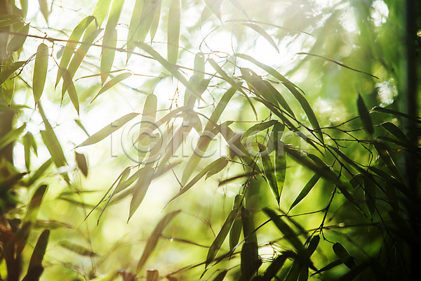 사람없음 JPG 포토 담양 대나무 대나무잎 야외 전라남도 주간 햇빛