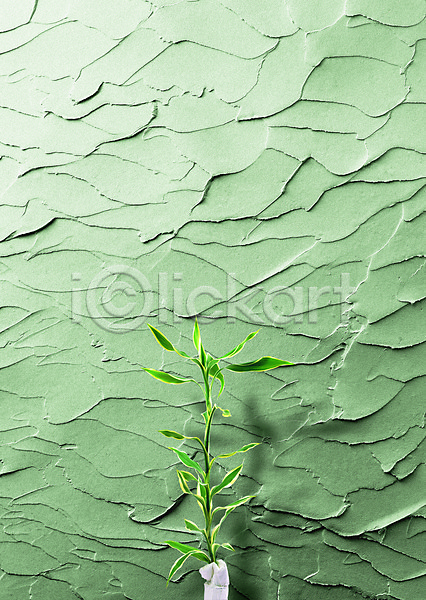 사람없음 PSD 디지털합성 편집이미지 그림자 담장 백그라운드 벽 식물 초록색 컬러 페인트 페인트칠 편집 풀잎 합성 화분