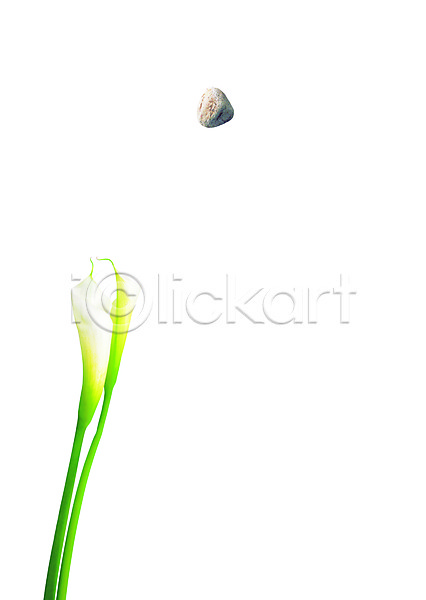사람없음 PSD 디지털합성 편집이미지 그림자 꽃 돌(바위) 두송이 백그라운드 식물 카라 편집 합성 화초 흰색