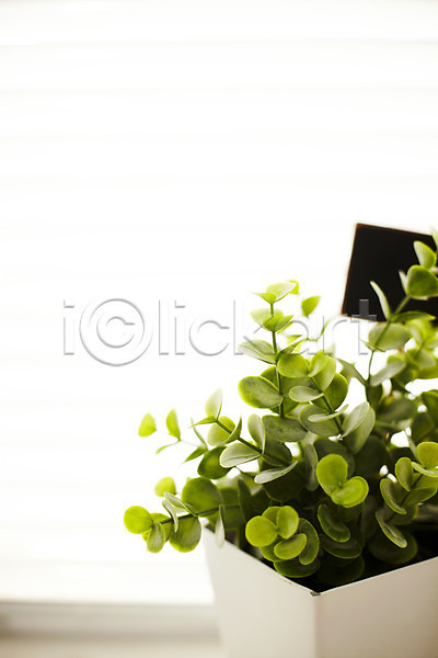 사람없음 JPG 포토 식물 실내 오브젝트 인테리어 잎 장식 창가 화분 화초