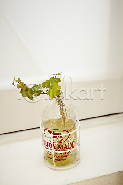 사람없음 JPG 포토 담쟁이덩굴 병(담는) 식물 실내 아이비 오브젝트 인테리어 장식 화초