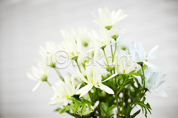 사람없음 JPG 포토 꽃 식물 실내 인테리어 장식 흰색