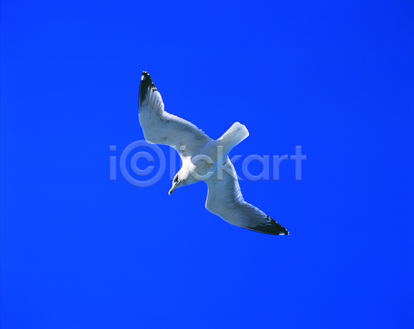 사람없음 JPG 로우앵글 포토 갈매기 동물 비행 야외 조류 주간 컬러 파란색 한마리 흰색