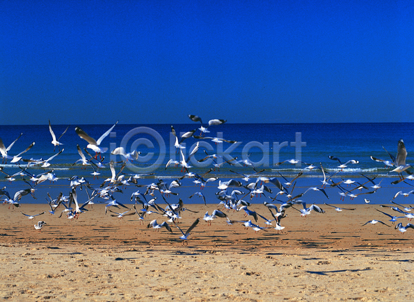 사람없음 JPG 포토 갈매기 동물 모래사장 바다 비행 야외 여러마리 자연 조류 주간 컬러 파란색 풍경(경치) 하늘 해변