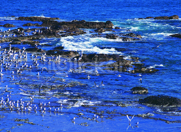 사람없음 JPG 포토 갈매기 돌(바위) 동물 바다 바위(돌) 야외 여러마리 자연 자연현상 조류 주간 컬러 파도 파란색 풍경(경치)