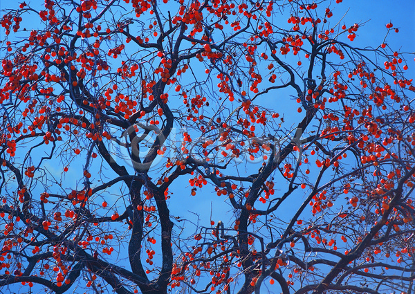 사람없음 JPG 로우앵글 포토 가을(계절) 감 감나무 계절 과일 과일나무 나무 나뭇가지 농작물 다수 매달리기 식물 야외 여러개 열매 음식 주간 주황색 컬러 파란색