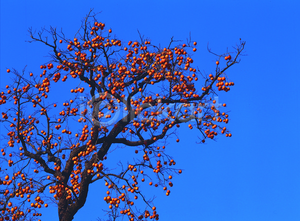 사람없음 JPG 로우앵글 포토 가을(계절) 감 감나무 계절 과일 과일나무 나무 나뭇가지 농작물 다수 매달리기 식물 야외 여러개 열매 음식 주간 주황색 컬러 파란색