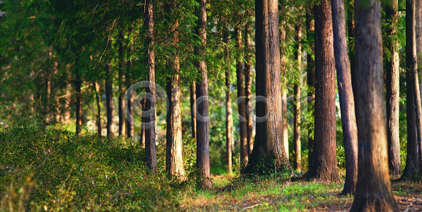사람없음 JPG 포토 나무 다수 수목원 숲 숲속 식물 야외 여러그루 자연 주간 초록색 컬러 파노라마 파란색 풍경(경치)