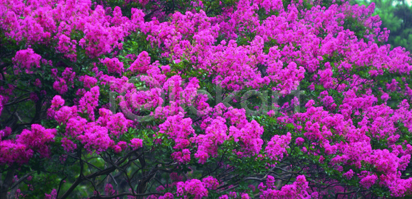 사람없음 JPG 포토 공원 국화 꽃 나무 백일홍 분홍색 식물 야외 여러송이 정원 주간 초록색 컬러