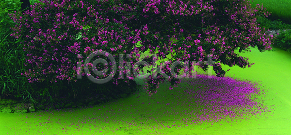 떨어짐 사람없음 JPG 포토 공원 국화 꽃 나무 백일홍 분홍색 식물 야외 여러송이 정원 주간 초록색 컬러