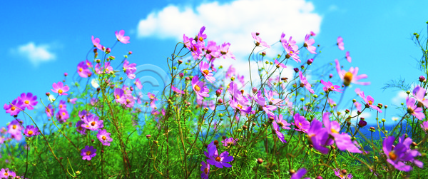 사람없음 JPG 아웃포커스 포토 가을(계절) 계절 구름(자연) 꽃 꽃밭 꽃봉오리 다수 밭 보라색 분홍색 식물 야외 주간 컬러 코스모스(꽃) 파노라마 하늘 하늘색