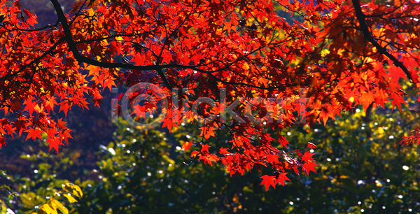 사람없음 JPG 아웃포커스 포토 가을(계절) 계절 나무 나뭇가지 단풍 단풍나무 빨간색 야외 자연 주간 주황색 컬러 풍경(경치)