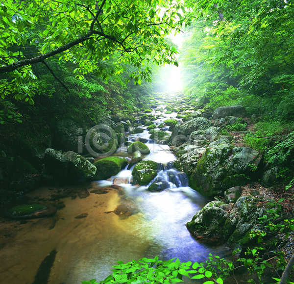 흐름 사람없음 JPG 포토 계곡 나무 돌(바위) 물 바위(돌) 산 산기슭 숲속 식물 야외 자연 주간 초록색 컬러 풍경(경치)