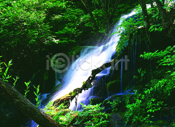 흐름 사람없음 JPG 포토 나무 물 산 산기슭 숲 숲속 식물 야외 이끼 자연 주간 초록색 컬러 폭포 풍경(경치)