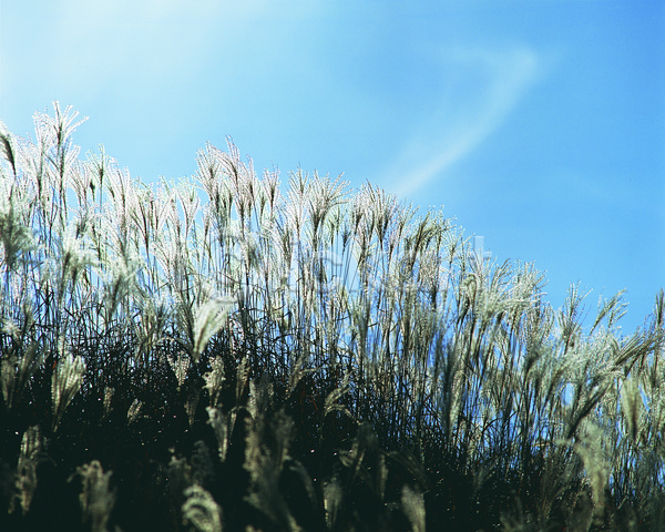 사람없음 JPG 포토 가을(계절) 계절 식물 야외 억새 언덕 자연 주간 초원(자연) 컬러 풀(식물) 풍경(경치) 하늘