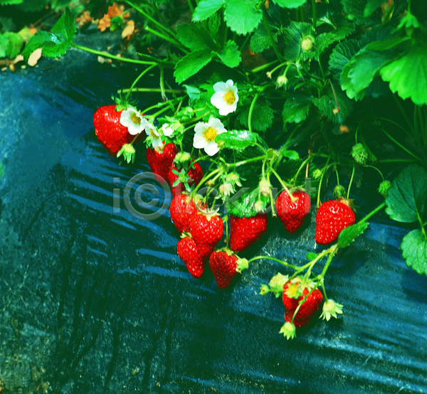 사람없음 JPG 아웃포커스 포토 하이앵글 과일 꽃 농작물 다수 딸기 딸기밭 밭 빨간색 식물 야외 여러개 열매 음식 제철과일 주간 초록색 컬러
