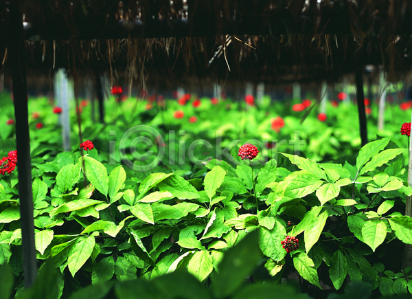 사람없음 JPG 아웃포커스 포토 꽃 농작물 밭 빨간색 식물 야외 열매 인삼 인삼꽃 인삼밭 주간 천막 초록색 컬러 한약재