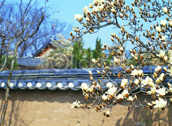 사람없음 JPG 아웃포커스 포토 계절 그림자 꽃 꽃봉오리 담장 목련 봄 식물 야외 주간 주택 컬러 풍경(경치) 한옥 흰색