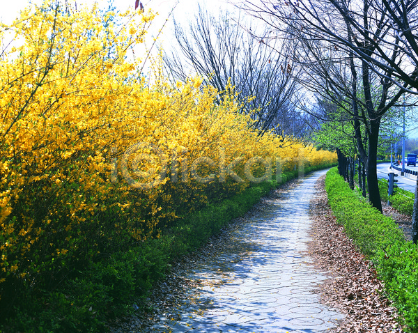 사람없음 JPG 포토 개나리 거리 공원 꽃 꽃나무 노란색 만개 식물 야외 주간 컬러 풍경(경치)