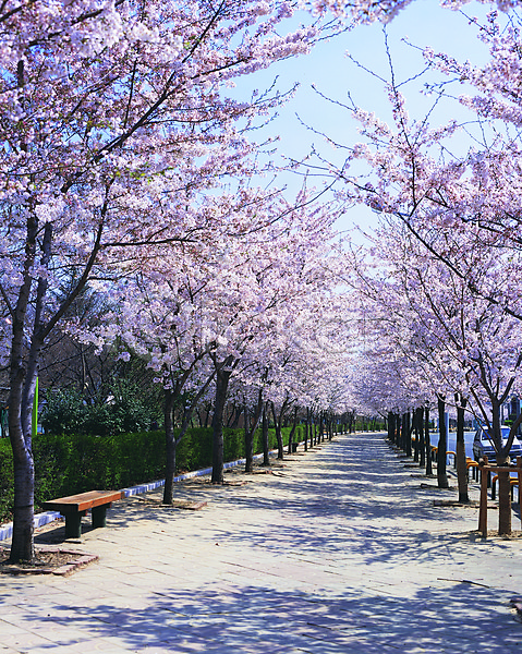 사람없음 JPG 포토 개화 거리 계절 공원 꽃 꽃나무 만개 벚꽃 벤치 봄 분홍색 식물 야외 의자 주간 컬러 풍경(경치)