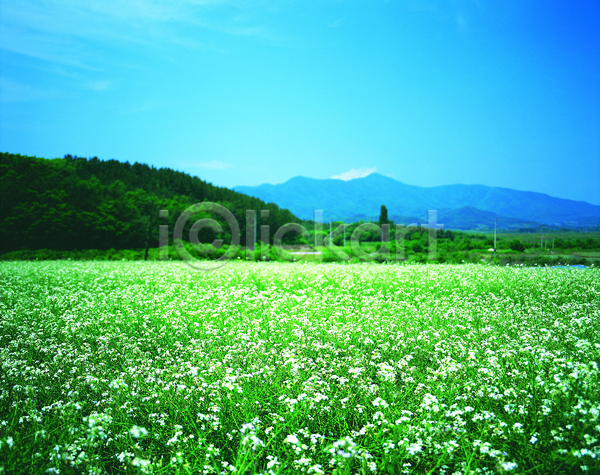 사람없음 JPG 포토 구름(자연) 꽃 꽃밭 나무 메밀 메밀꽃 메밀밭 밭 산 숲 식물 야외 자연 주간 컬러 파란색 풍경(경치) 하늘 흰색