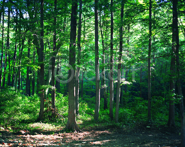 사람없음 JPG 포토 나무 다수 숲 숲속 식물 야외 여러그루 자연 주간 초록색 컬러 파란색 풍경(경치)