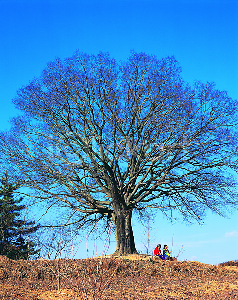 건조 빈티지 노년 두명 사람 어린이 JPG 포토 겨울 고목 나무 나뭇가지 마른 맑음 식물 앙상함 야외 자연 주간 풍경(경치) 한그루