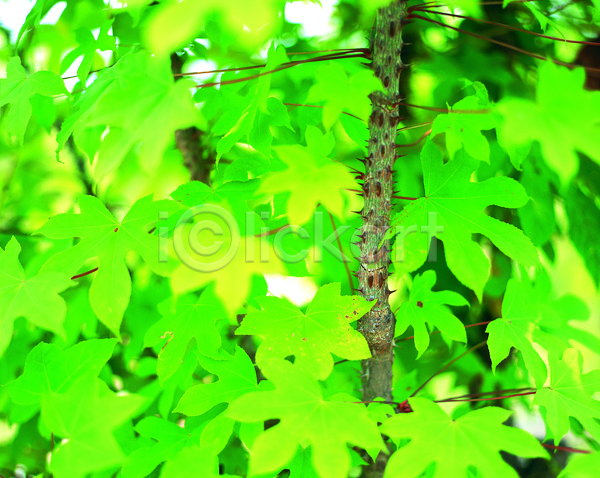 사람없음 JPG 근접촬영 아웃포커스 포토 가시 나무 나뭇잎 백그라운드 식물 식용식물 야외 약초 음나무 잎 자연 주간 줄기 초록색 컬러