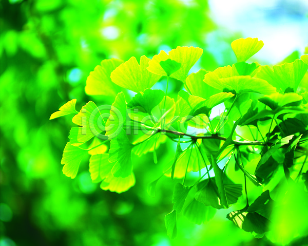 사람없음 JPG 아웃포커스 포토 나무 나뭇가지 나뭇잎 백그라운드 식물 야외 은행나무 은행잎 잎 자연 주간 초록색 컬러