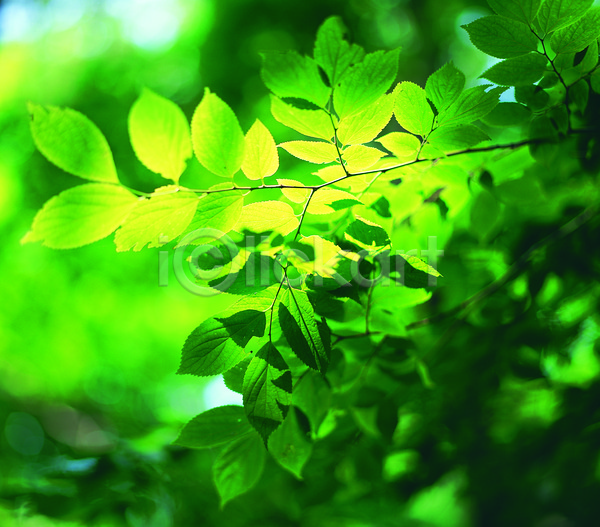 사람없음 JPG 아웃포커스 포토 나뭇가지 나뭇잎 백그라운드 숲 숲속 식물 야외 잎 자연 주간 초록색 컬러