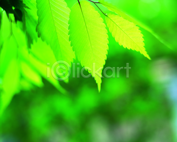 사람없음 JPG 근접촬영 아웃포커스 포토 나뭇잎 백그라운드 식물 야외 잎 자연 주간 초록색 컬러