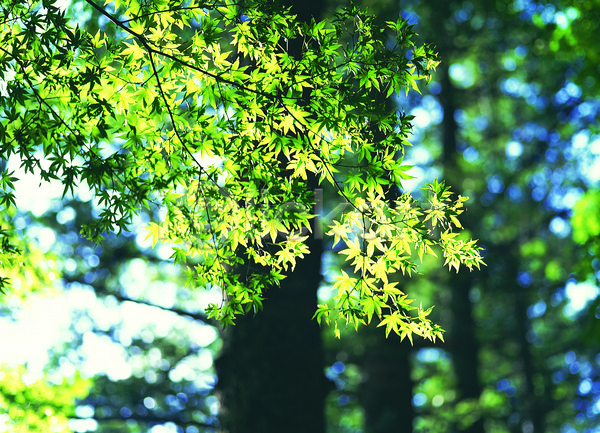사람없음 JPG 아웃포커스 포토 나무 나뭇가지 나뭇잎 단풍 단풍나무 백그라운드 숲 숲속 식물 야외 잎 자연 주간 초록색 컬러