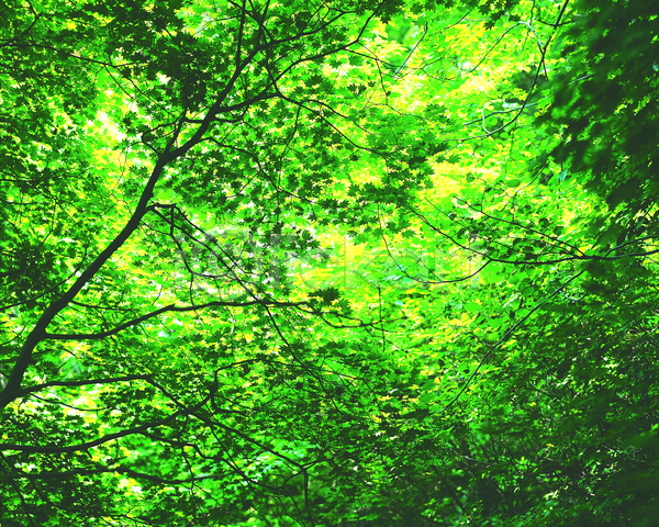 사람없음 JPG 로우앵글 포토 나무 나뭇가지 나뭇잎 녹음(푸른숲) 백그라운드 숲 숲속 식물 야외 잎 자연 주간 초록색 컬러 풍경(경치)