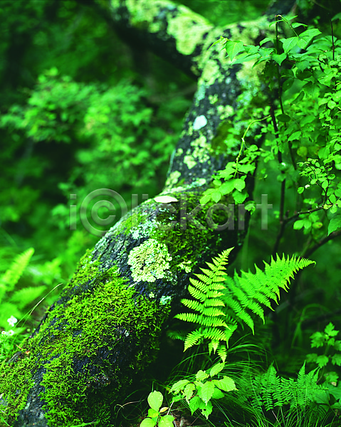 사람없음 JPG 로우앵글 아웃포커스 포토 나무 나무기둥 나뭇잎 백그라운드 숲 숲속 식물 야외 이끼 잎 자연 잡초 주간 초록색 컬러 풀(식물) 풀잎
