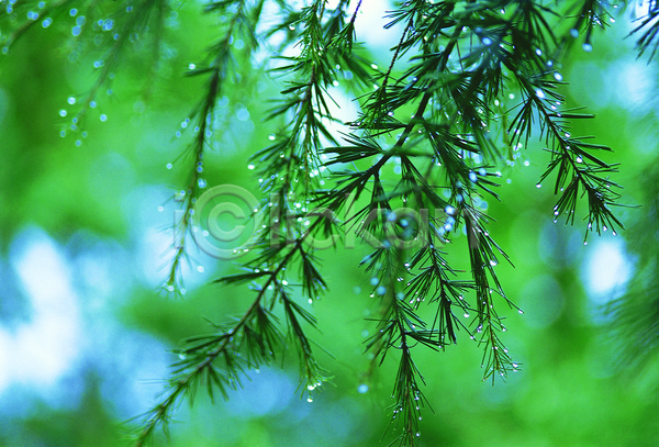 사람없음 JPG 근접촬영 아웃포커스 포토 나뭇가지 나뭇잎 물 물방울 백그라운드 빗방울 식물 야외 이슬 잎 자연 젖음 주간 초록색 촉촉함 침엽수 컬러