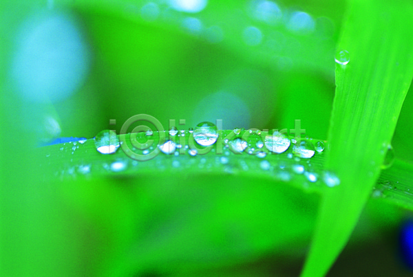 사람없음 JPG 근접촬영 아웃포커스 포토 물 물방울 백그라운드 빗방울 식물 야외 이슬 잎 자연 젖음 주간 초록색 촉촉함 컬러 풀(식물) 풀잎