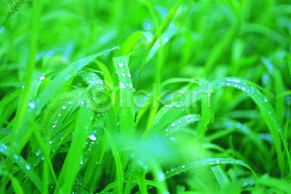 사람없음 JPG 근접촬영 아웃포커스 포토 물 물방울 백그라운드 빗방울 식물 야외 이슬 자연 젖음 주간 초록색 초원(자연) 촉촉함 컬러 풀(식물) 풀잎