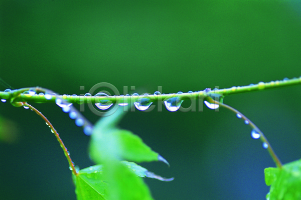 사람없음 JPG 근접촬영 아웃포커스 포토 나뭇잎 물 물방울 비(날씨) 빗방울 식물 야외 이슬 잎 자연 젖음 주간 줄기 초록색 촉촉함 컬러