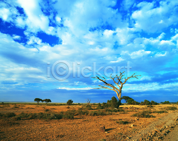 사람없음 JPG 포토 고목 구름(자연) 나무 맑음 식물 아프리카 야외 자연 주간 지평선 초원(자연) 케냐 풍경(경치) 하늘 해외 해외풍경 황무지