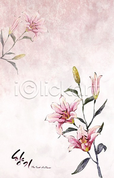 사람없음 PSD 일러스트 꽃 꽃백그라운드 백그라운드 백합(꽃) 봄 봄꽃 봄배경 분홍색 손그림 수묵화 수채화(물감) 식물 자연 캘리그라피 페인터 향기 흰색