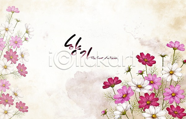 사람없음 PSD 일러스트 가을(계절) 가을꽃 가을배경 꽃 꽃백그라운드 백그라운드 분홍색 손그림 수묵화 수채화(물감) 식물 자연 자주색 캘리그라피 코스모스(꽃) 페인터 향기 흰색