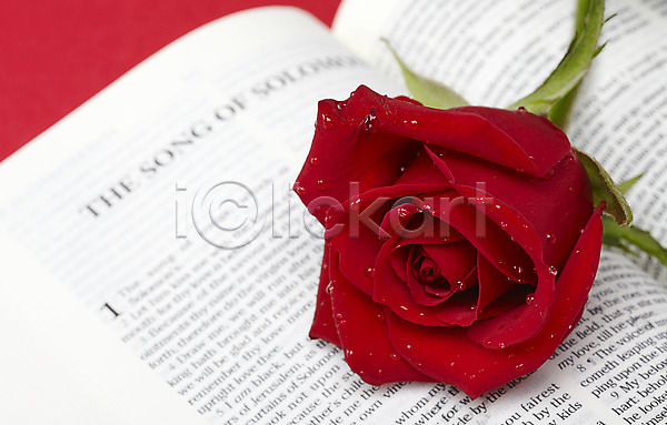 사람없음 JPG 포토 기독교 기독교용품 꽃 빨간색 성경 실내 오브젝트 장미 종교 종교용품