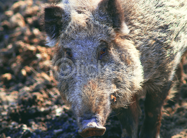 사람없음 JPG 근접촬영 아웃포커스 포토 가축 동물 돼지 멧돼지 야외 육지동물 주간 척추동물 포유류 한마리
