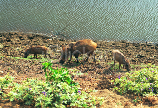 사람없음 JPG 아웃포커스 포토 하이앵글 가축 강 동물 돼지 멧돼지 물 방목 새끼 세마리 야외 어미 육지동물 주간 척추동물 포유류