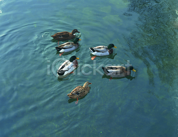 사람없음 JPG 포토 하이앵글 가축 동물 물 방목 수영 야외 여러마리 연못 오리 육지동물 조류 주간 척추동물 호수